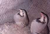 Chakor breeder pair available for sale in karachi