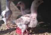 Aseel chiks for sale