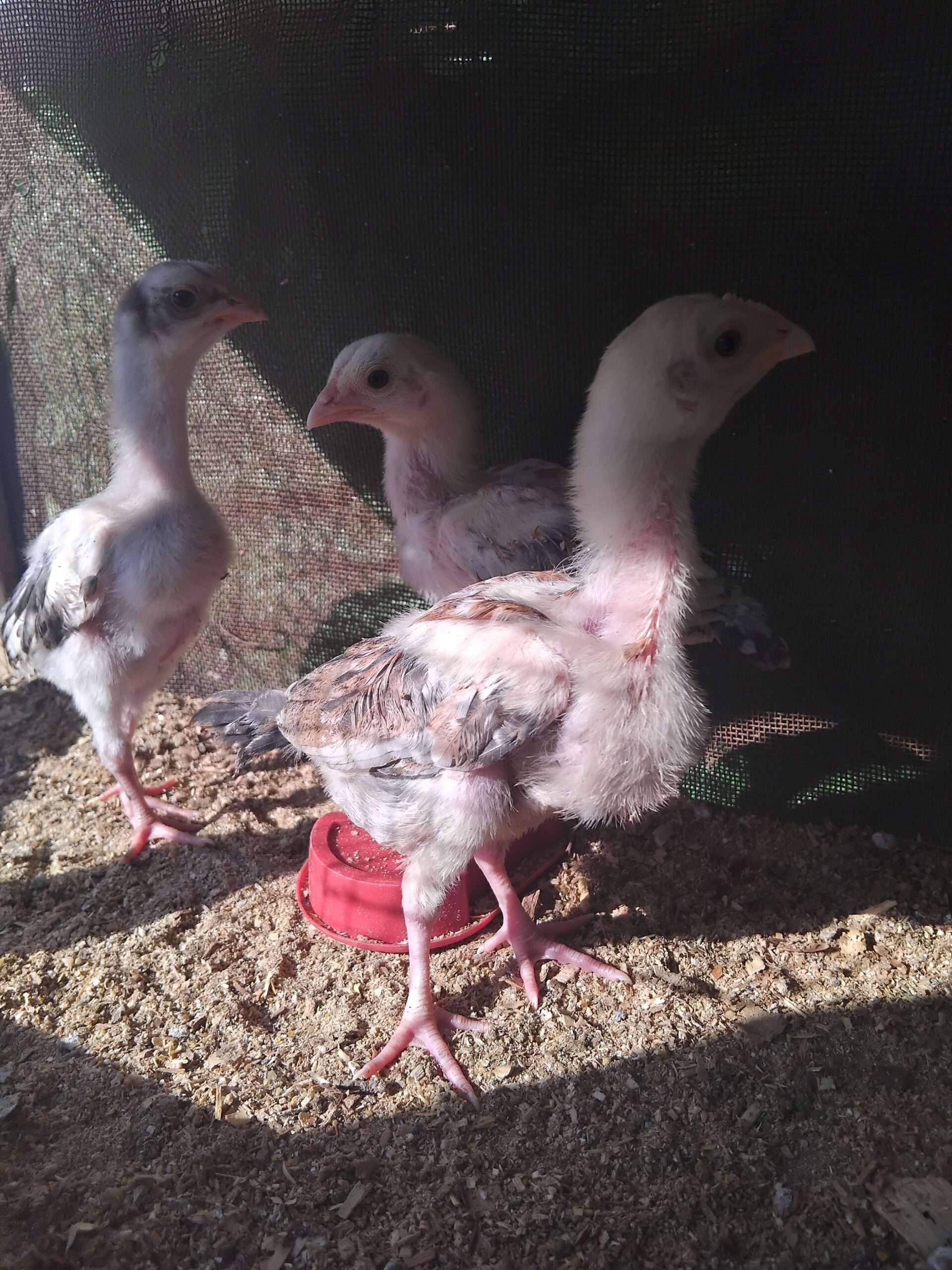 Aseel chiks for sale