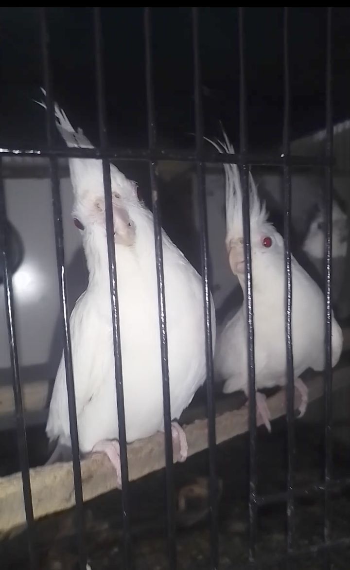 Cocktail breeder pairs. Top quality