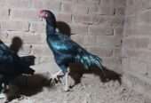 Patha burmi cross male