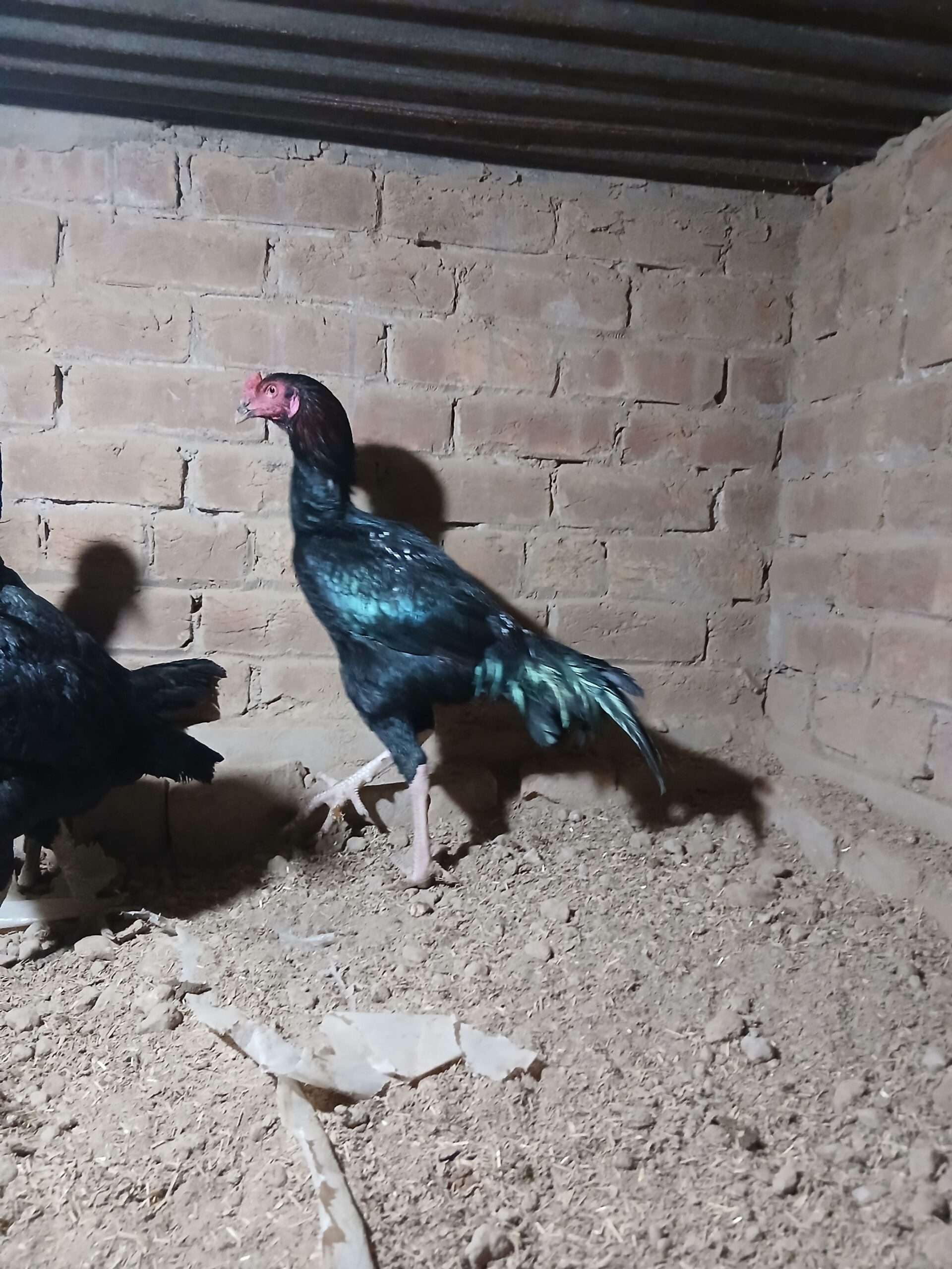 Patha burmi cross male