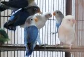 Lovebirds Pathay