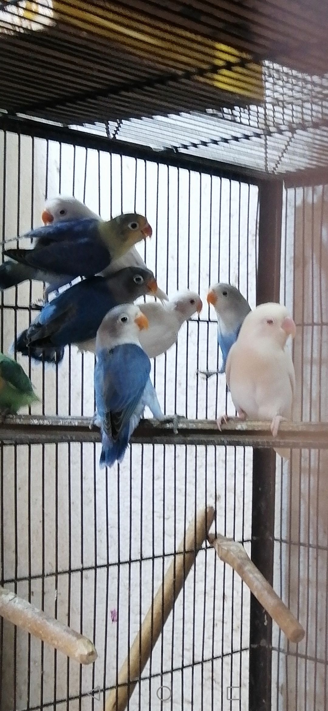 Lovebirds Pathay