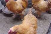 Golden buff Cochin male .. Japanese bantam black tail male