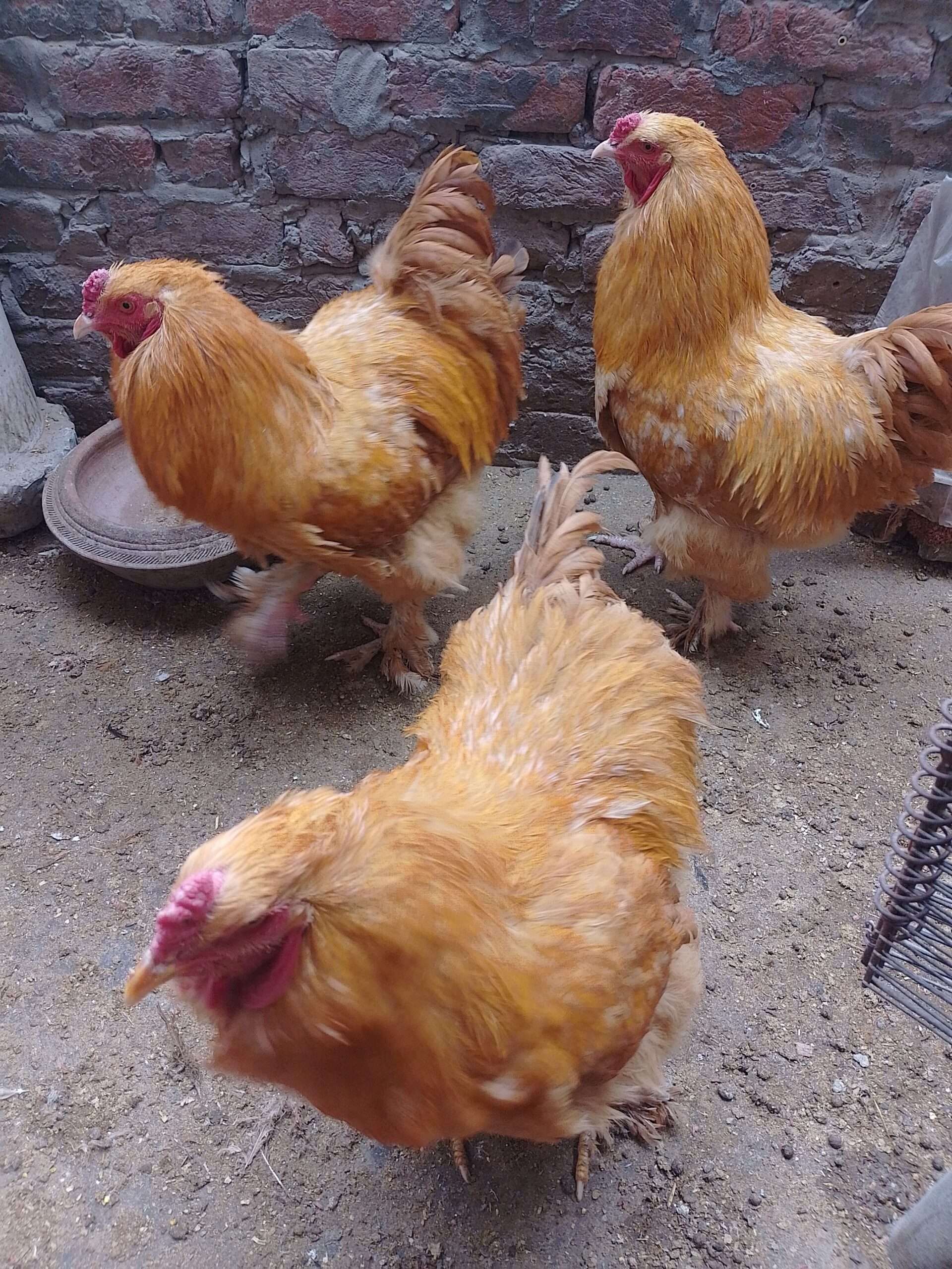 Golden buff Cochin male .. Japanese bantam black tail male