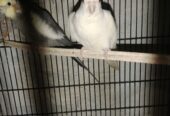 Two breeder’s Pairs available