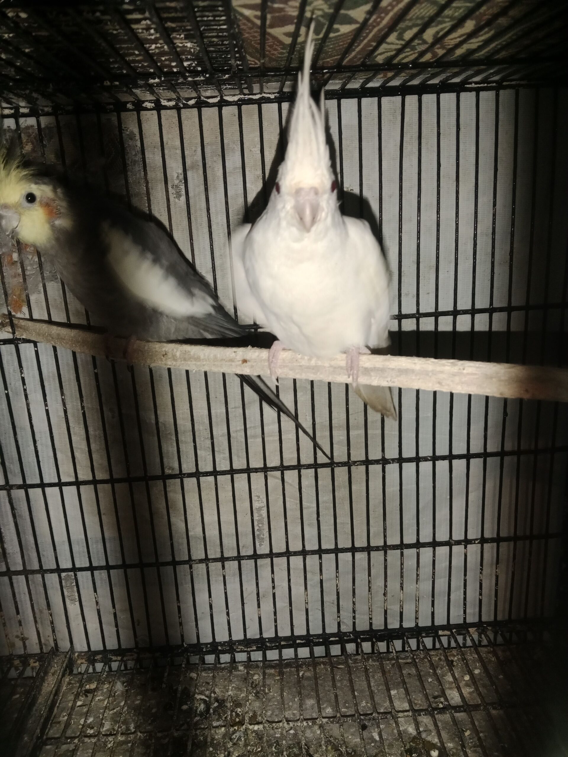 Two breeder’s Pairs available