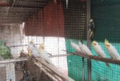 Breeders