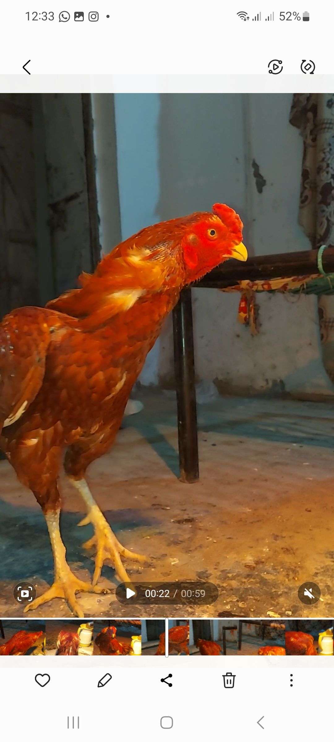 میانوالی مرغ، 2800 گرام ، 1.5 سال