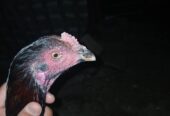 Patha burmi cross male