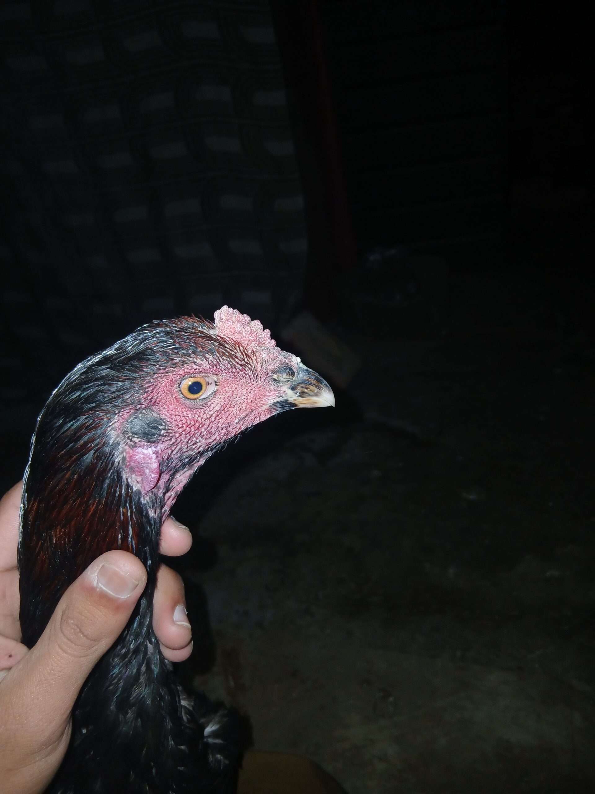 Patha burmi cross male