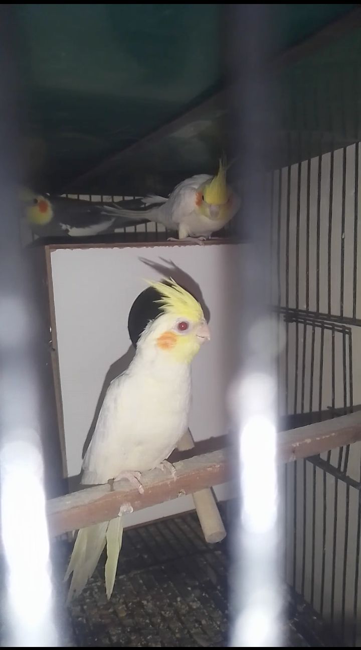 Cocktail breeder pairs. Top quality