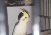 Cocktail breeder pairs. Top quality for sale in kasur