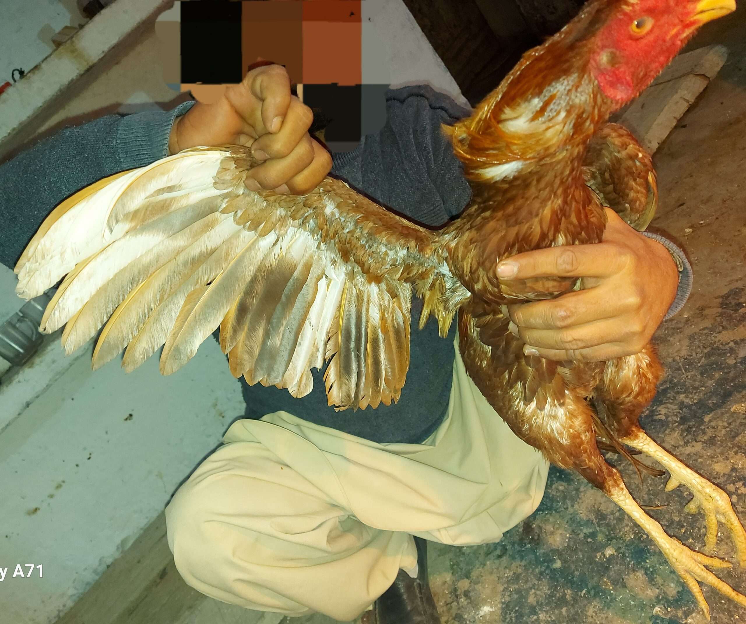 پیلا اصیل مرغ، میانوالی بلڈ