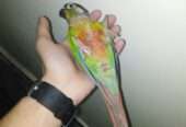 Full hand tame and breeder green cheek conure male for sale in lahore