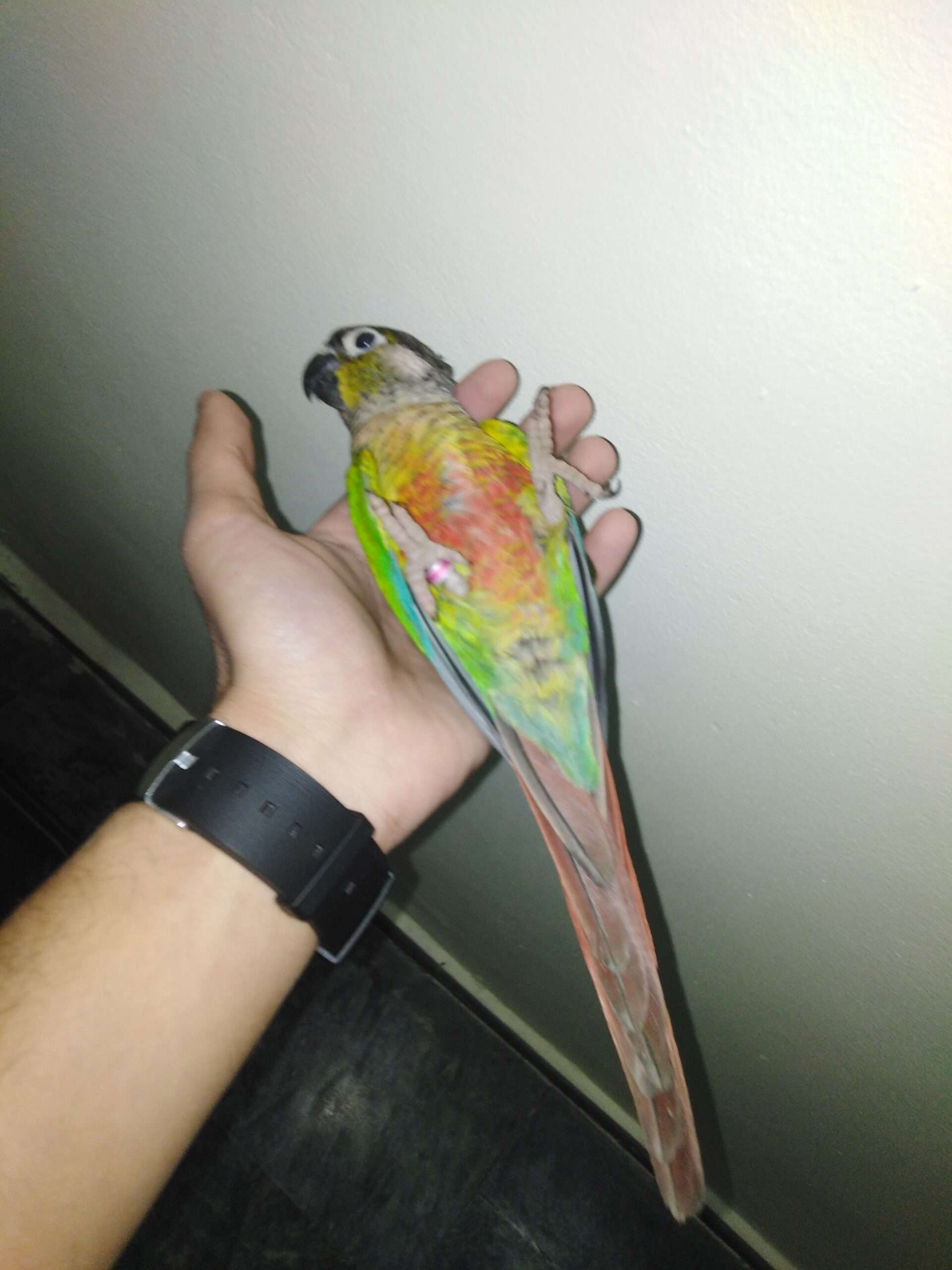 Full hand tame and breeder green cheek conure male for sale in lahore