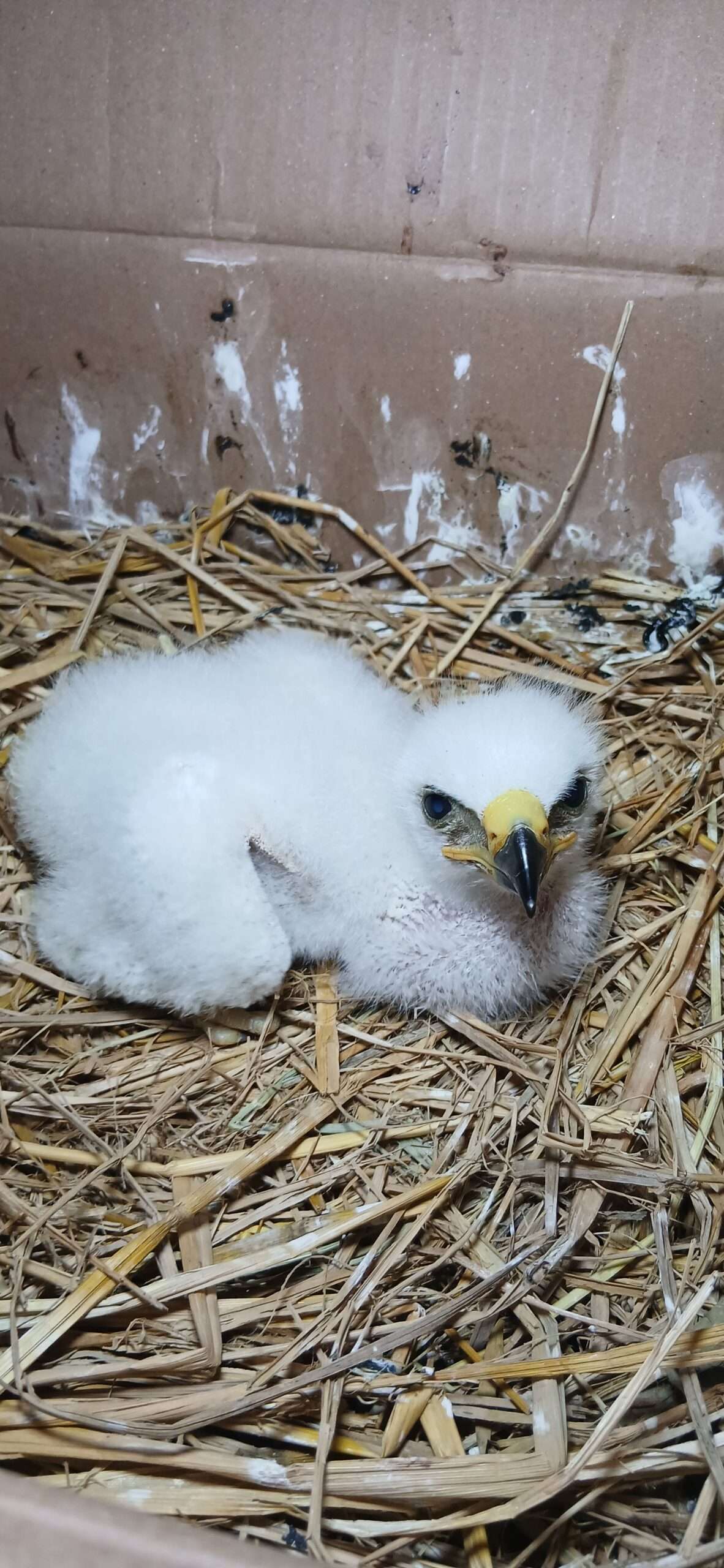 Chicks available in oder booking