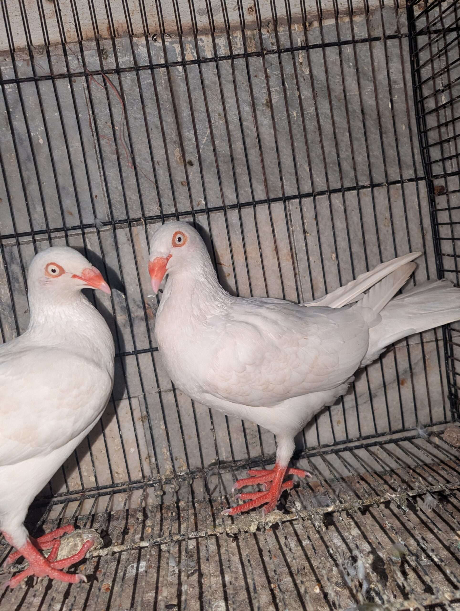 White denish Pegion pair