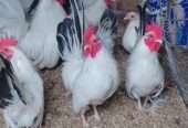 Golden buff Cochin male .. Japanese bantam black tail male
