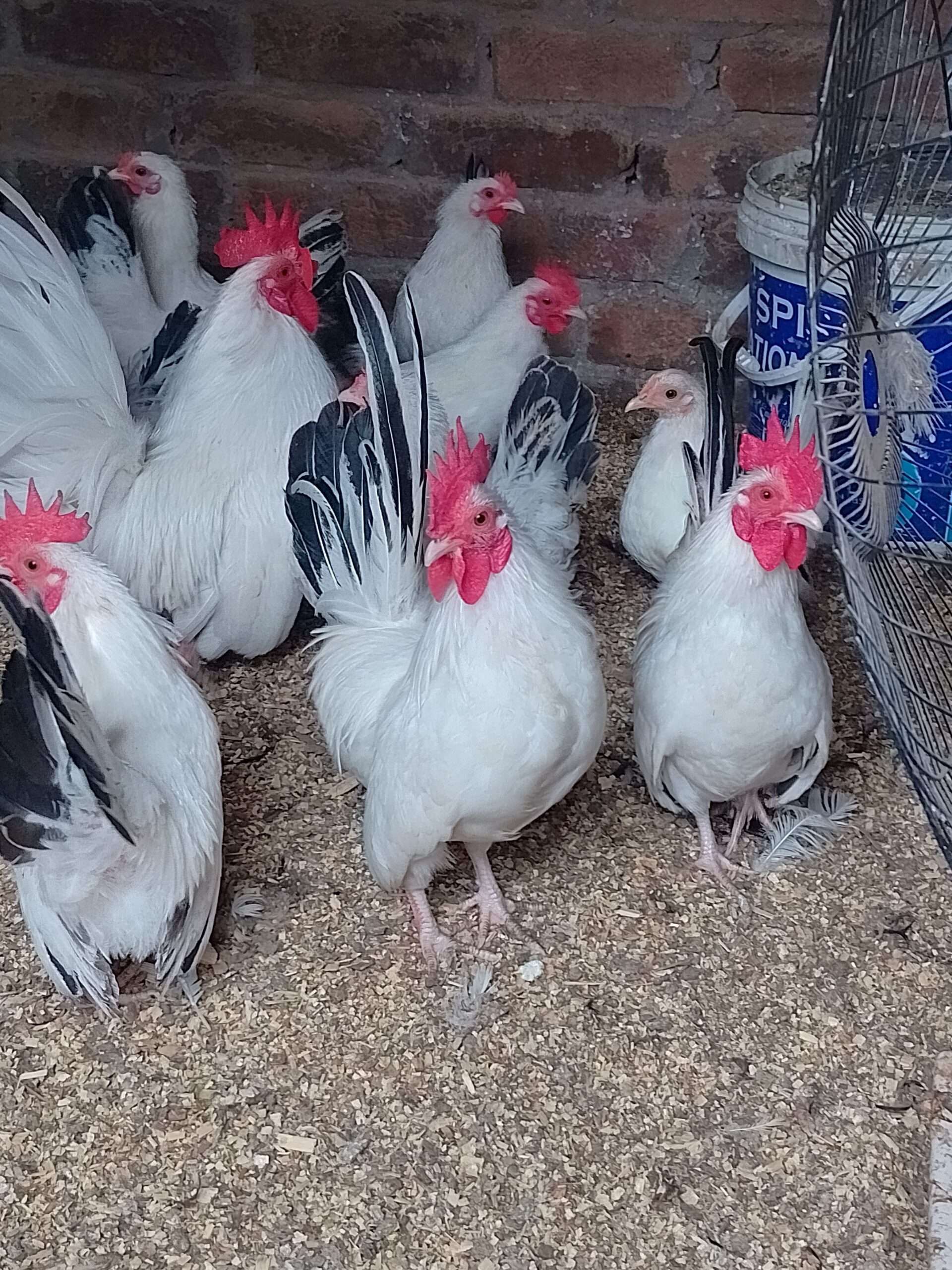 Golden buff Cochin male .. Japanese bantam black tail male