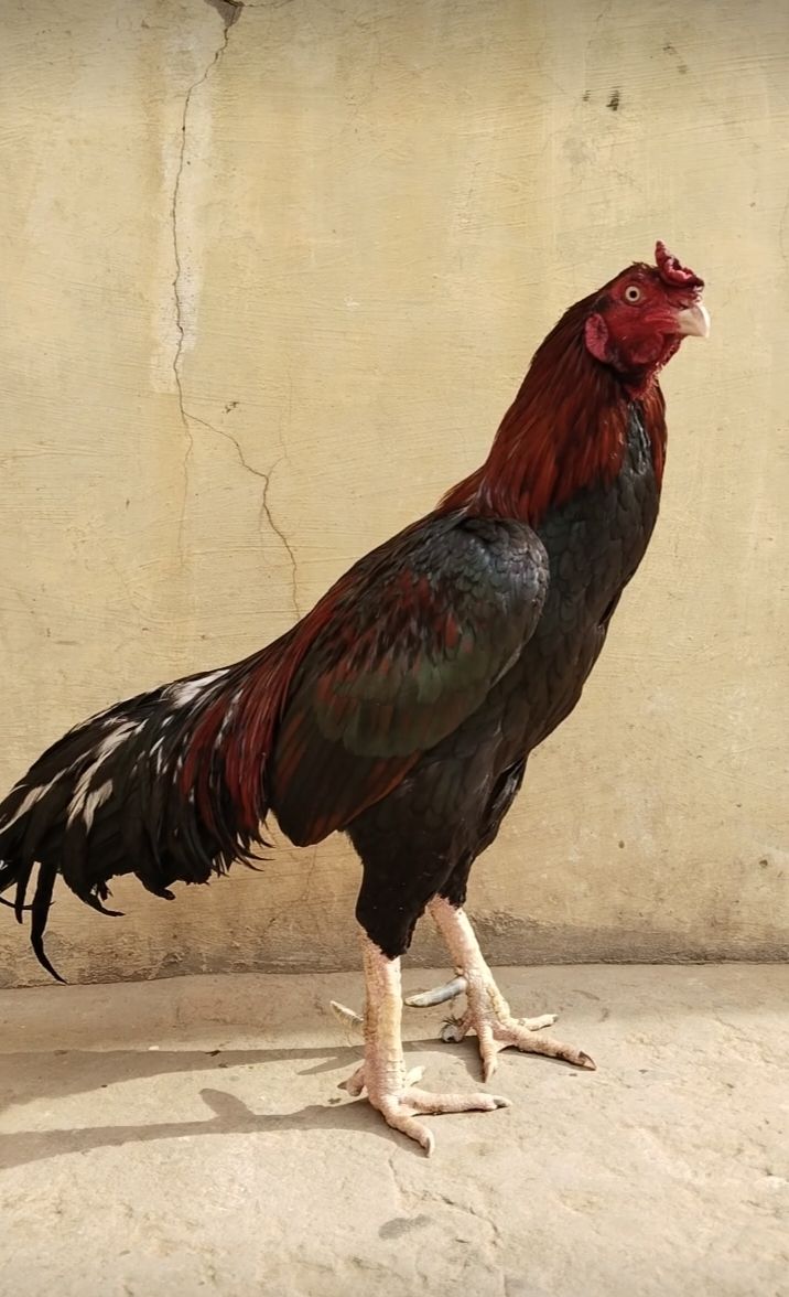Aseel Mianwali Breed for in Islamabad