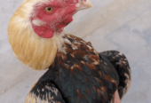 Java Aseel murgha for sale in khaniwal