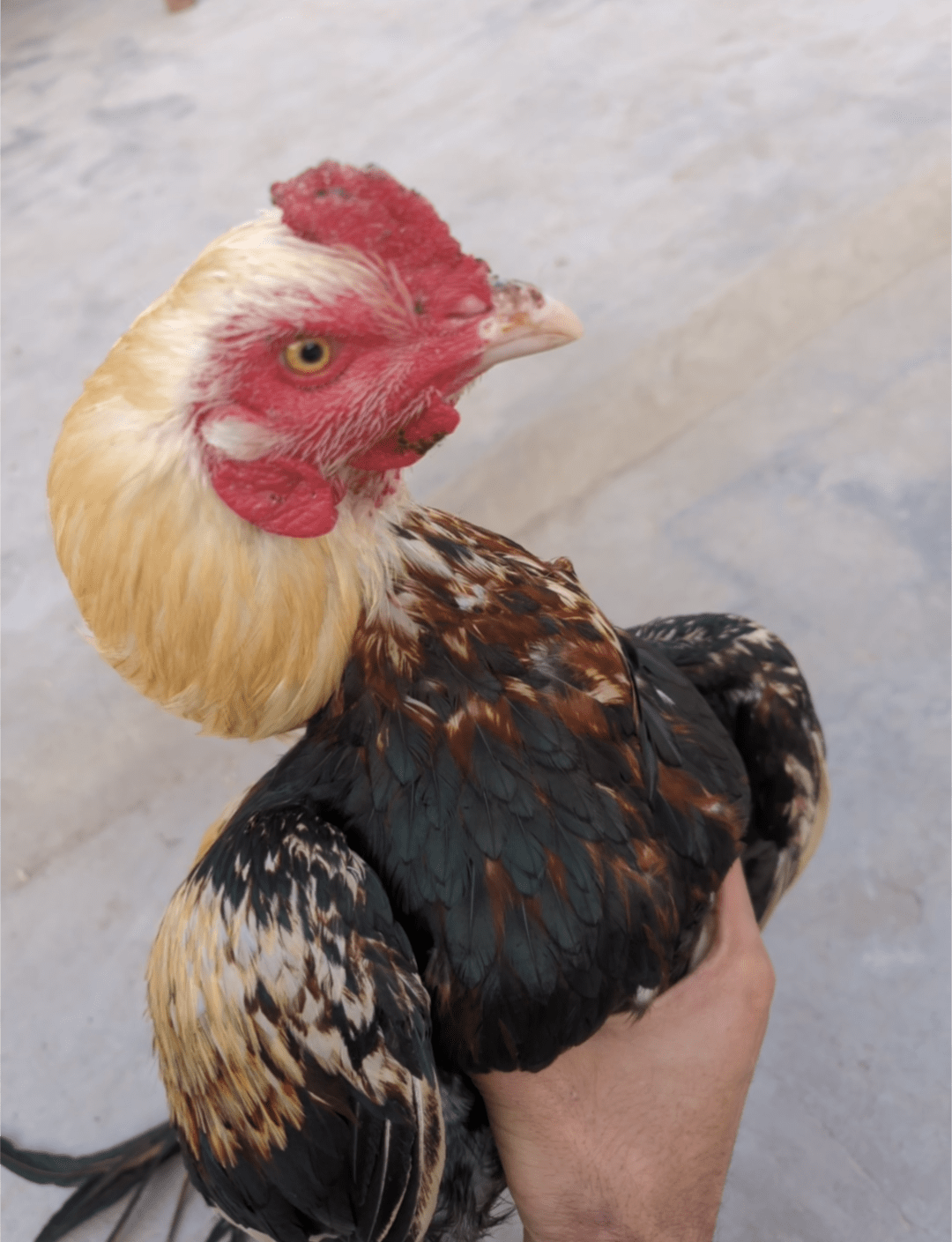 Java Aseel murgha for sale in khaniwal