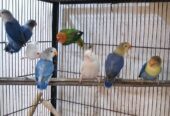 Lovebirds Pathay