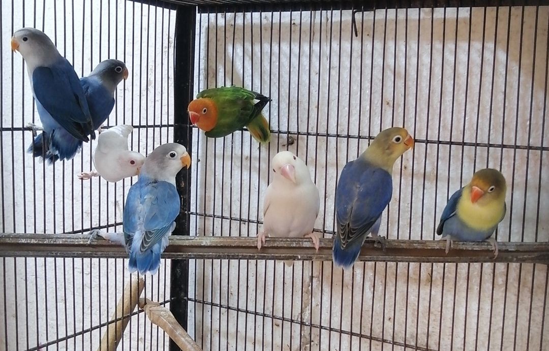 Lovebirds Pathay