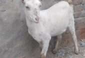 Tedda female
