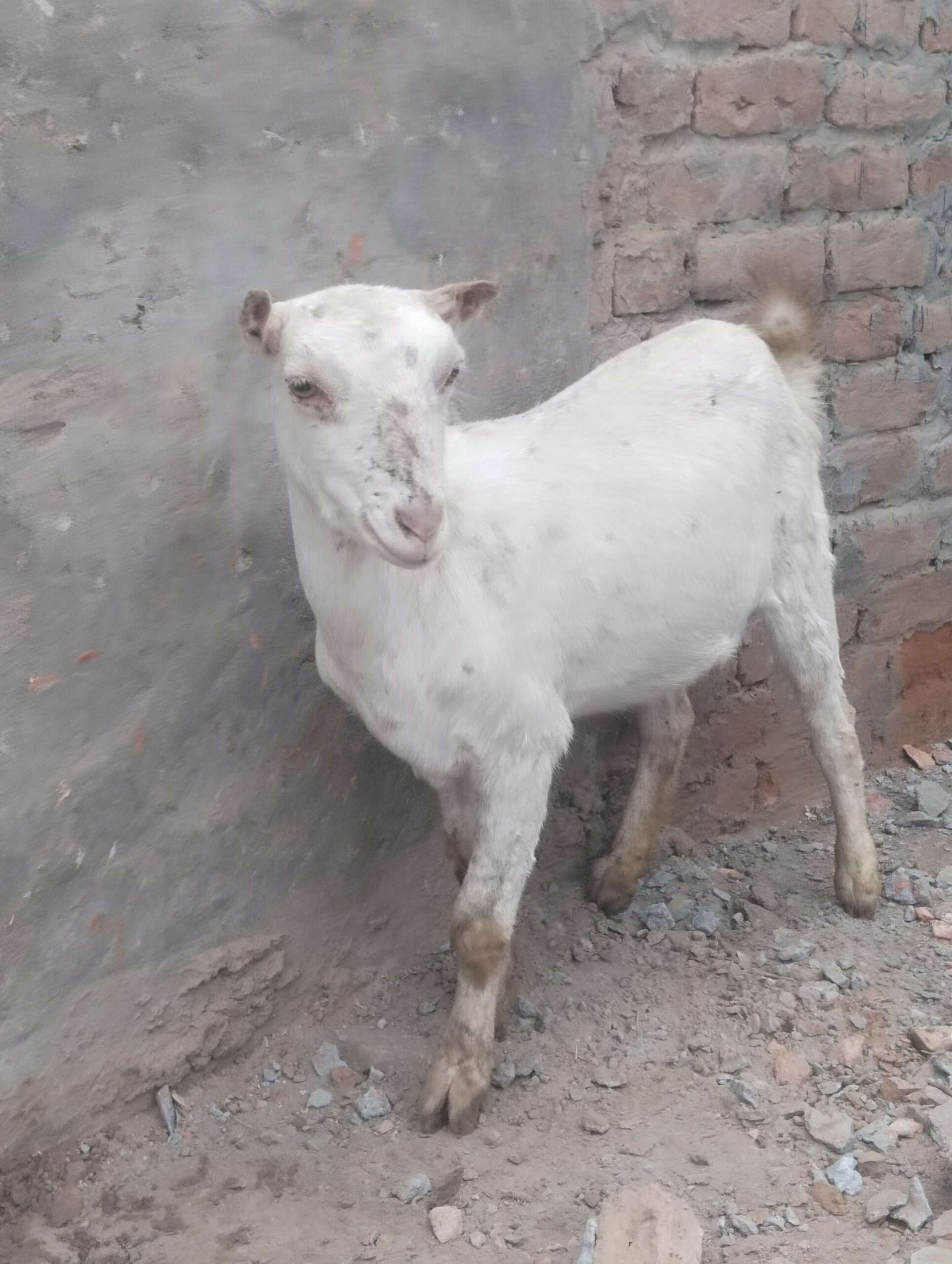 Tedda female