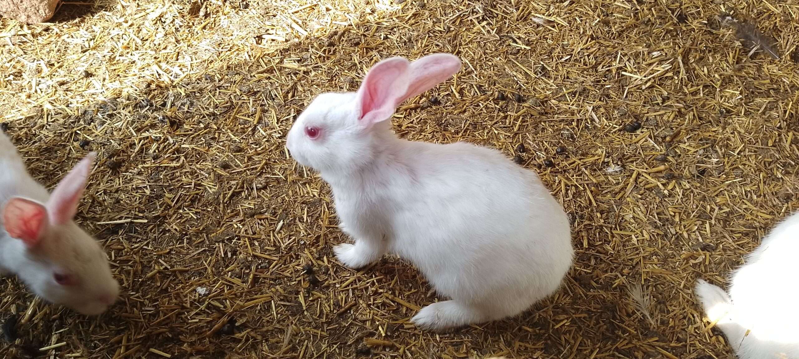 3 Females and 1 Male Rabbit For SALE in Sargodha