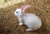 3 Females and 1 Male Rabbit For SALE