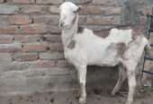 Ajrek Tedda female