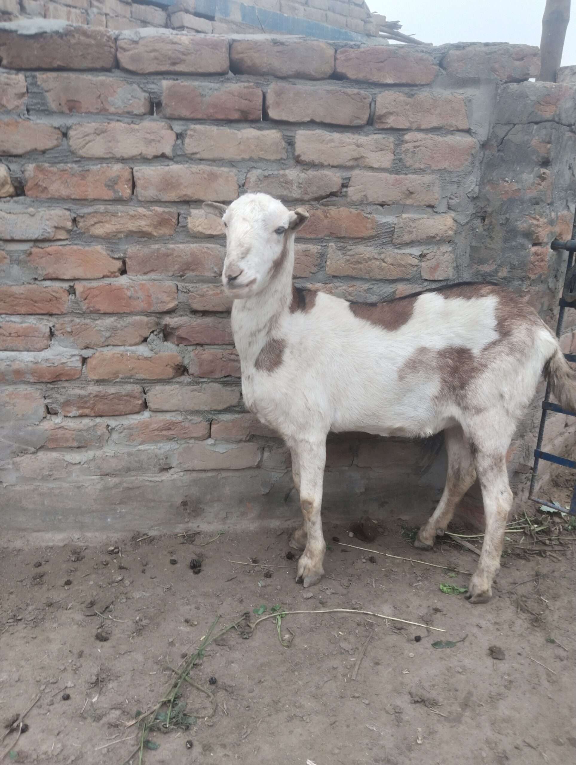 Ajrek Tedda female