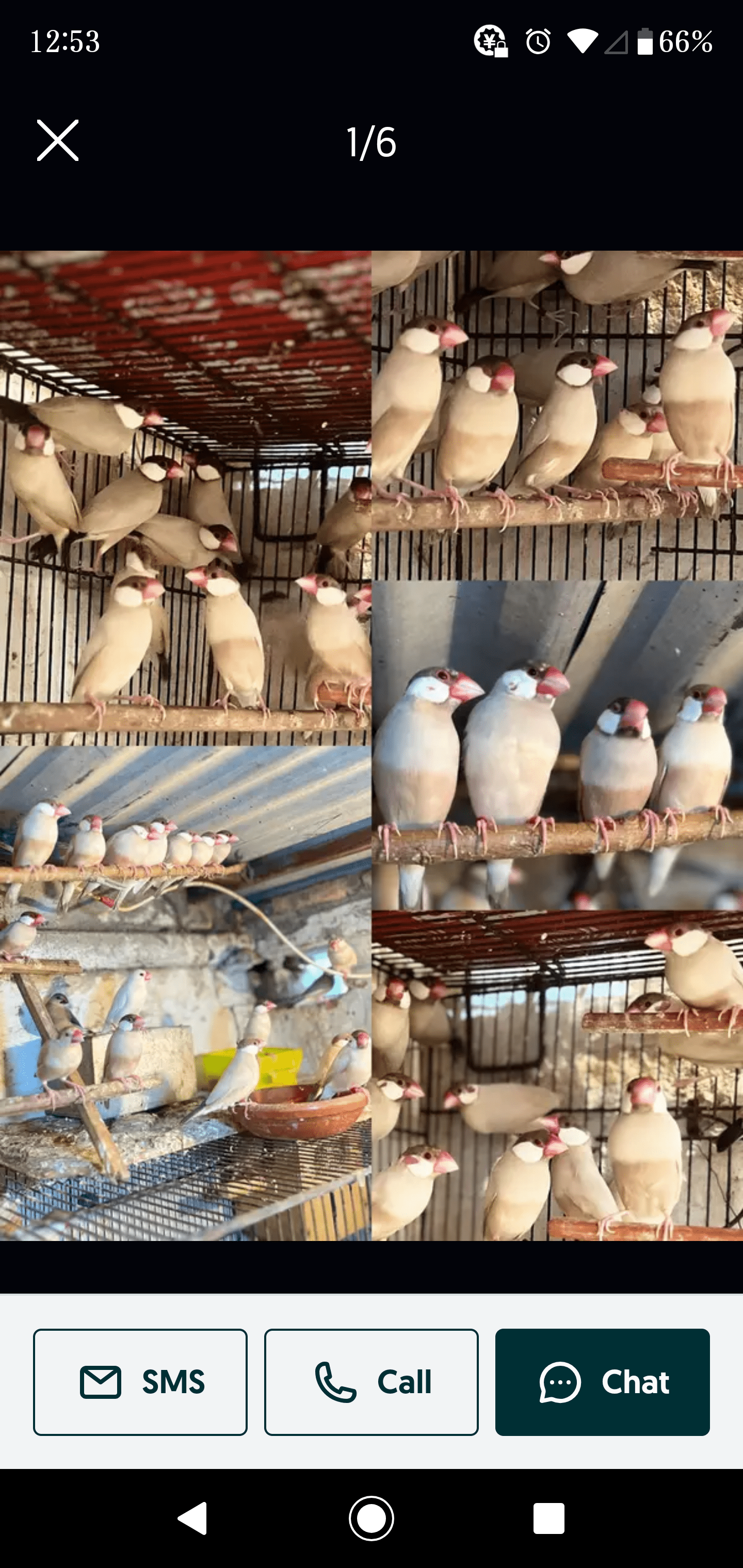 Dark head fawn breeder piar for sale in Quetta