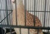 Sahil birds house