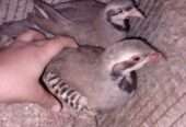 Chakor breeder pair available for sale in karachi
