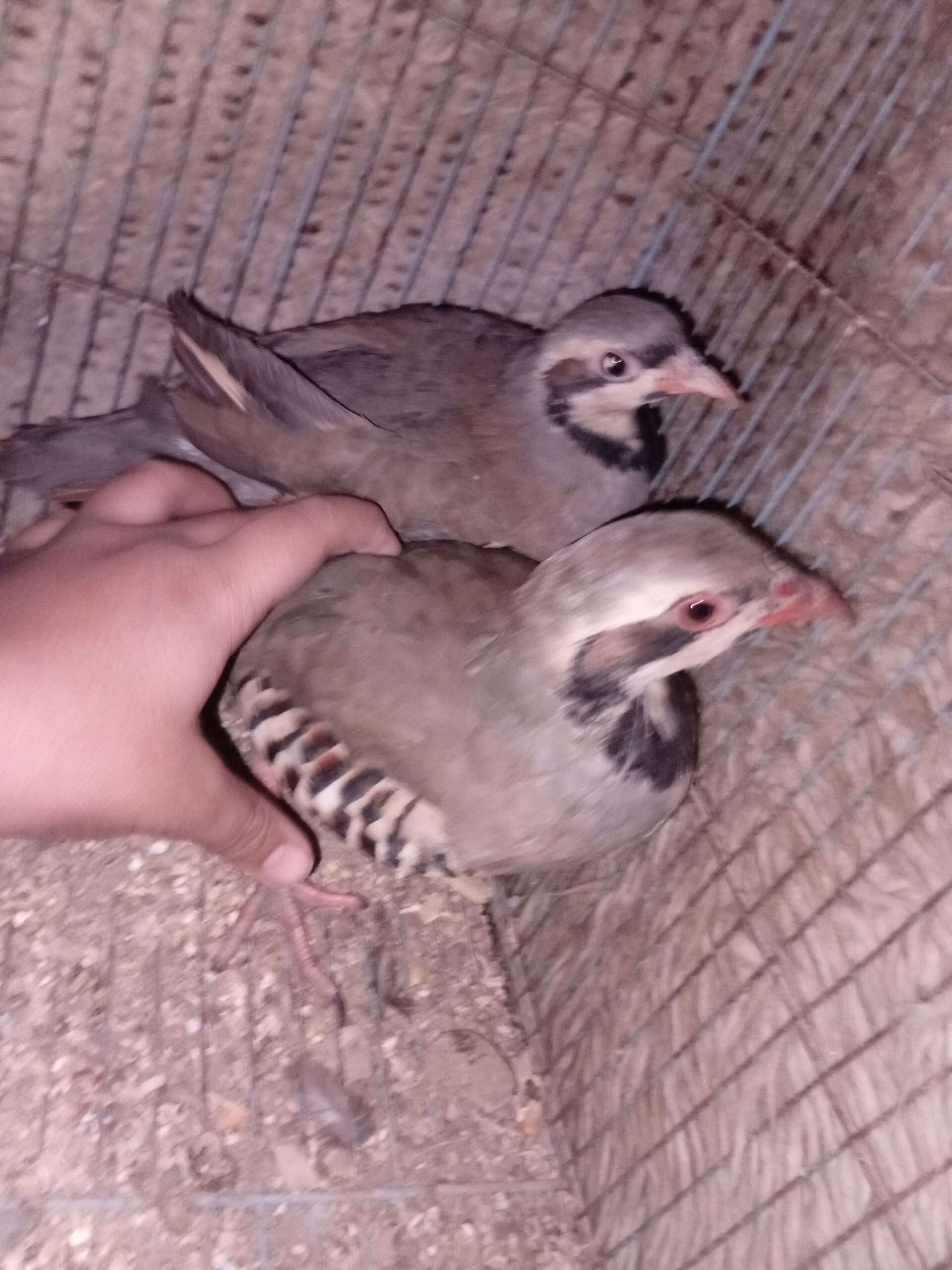 Chakor breeder pair available for sale in karachi