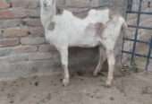 Ajrek Tedda female