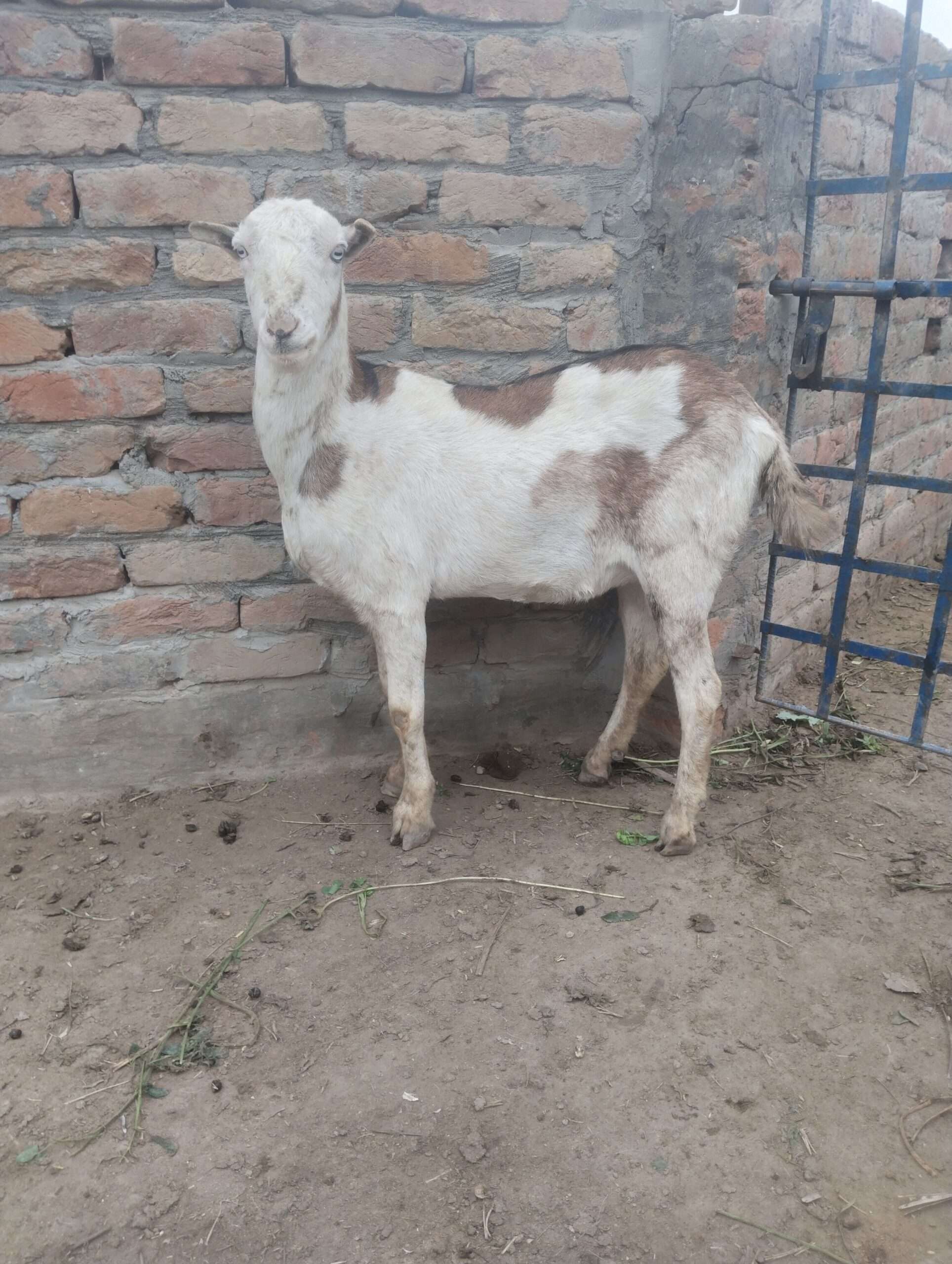 Ajrek Tedda female