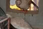 Sahil birds house