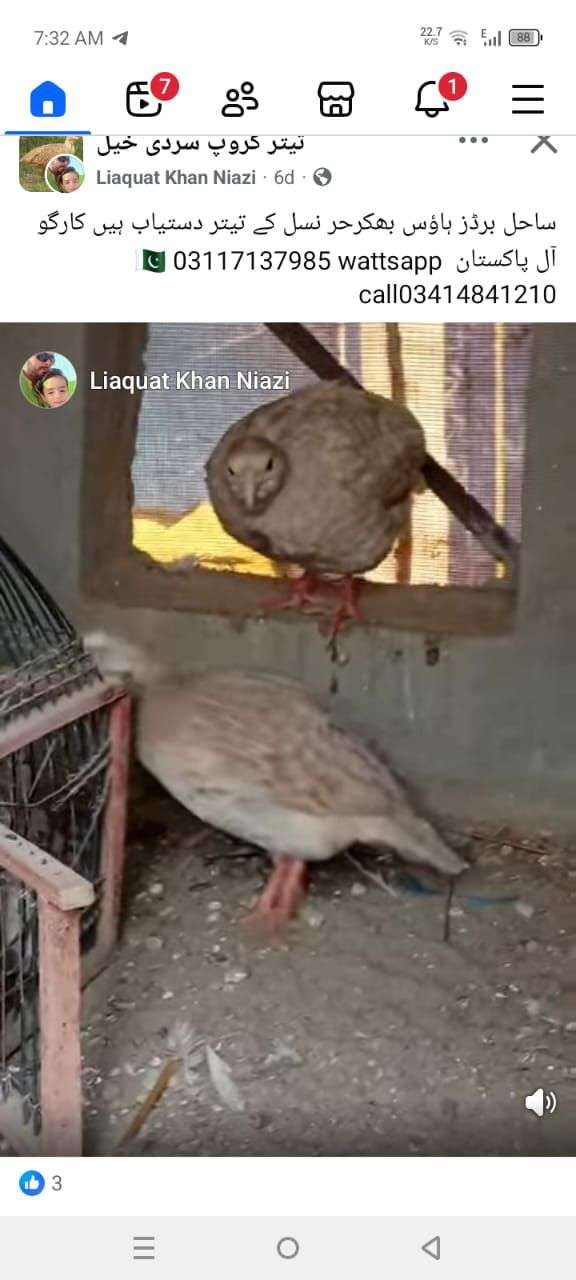 Sahil birds house
