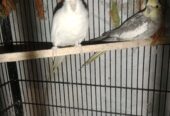 Two breeder’s Pairs available