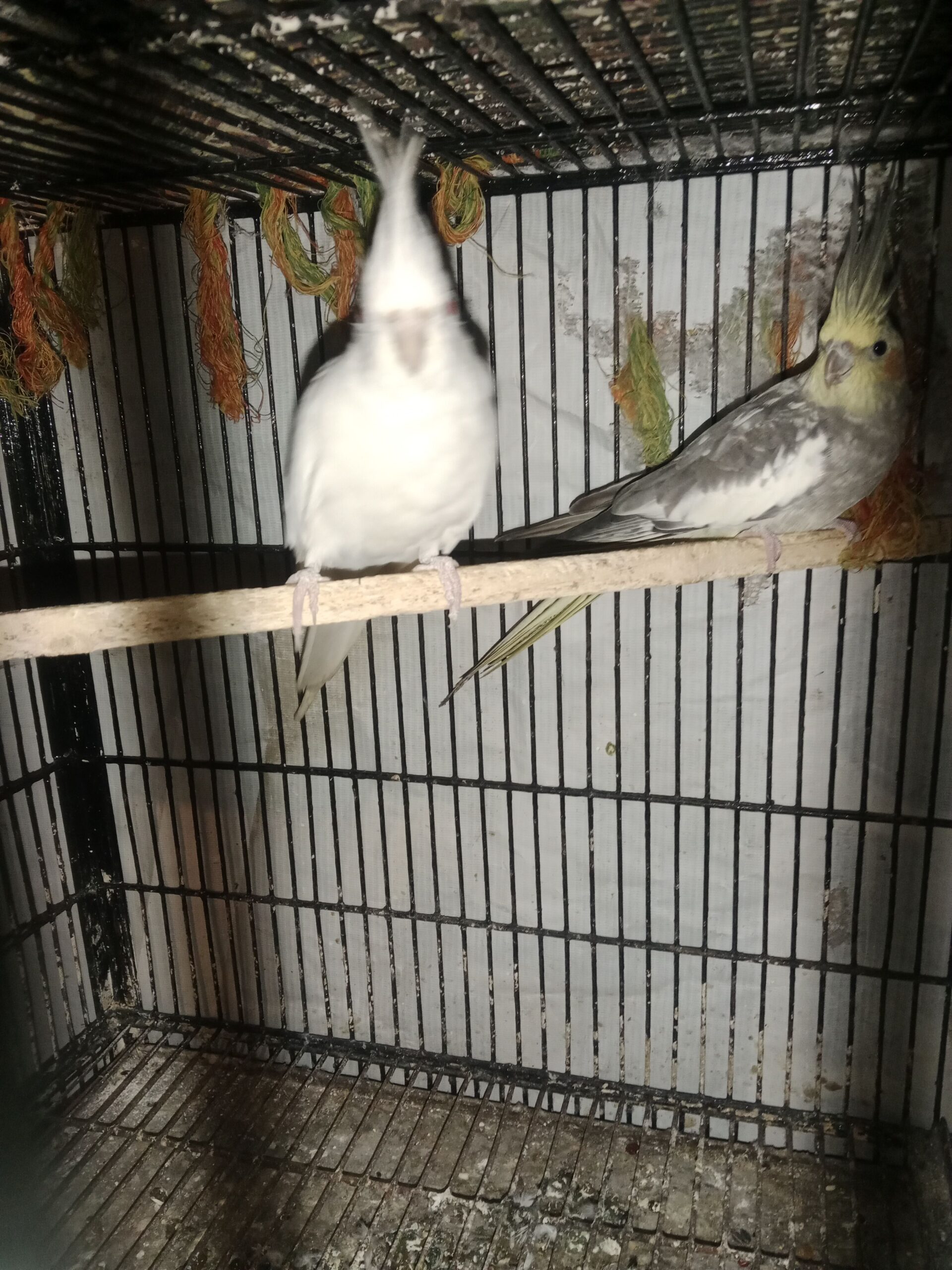 Two breeder’s Pairs available