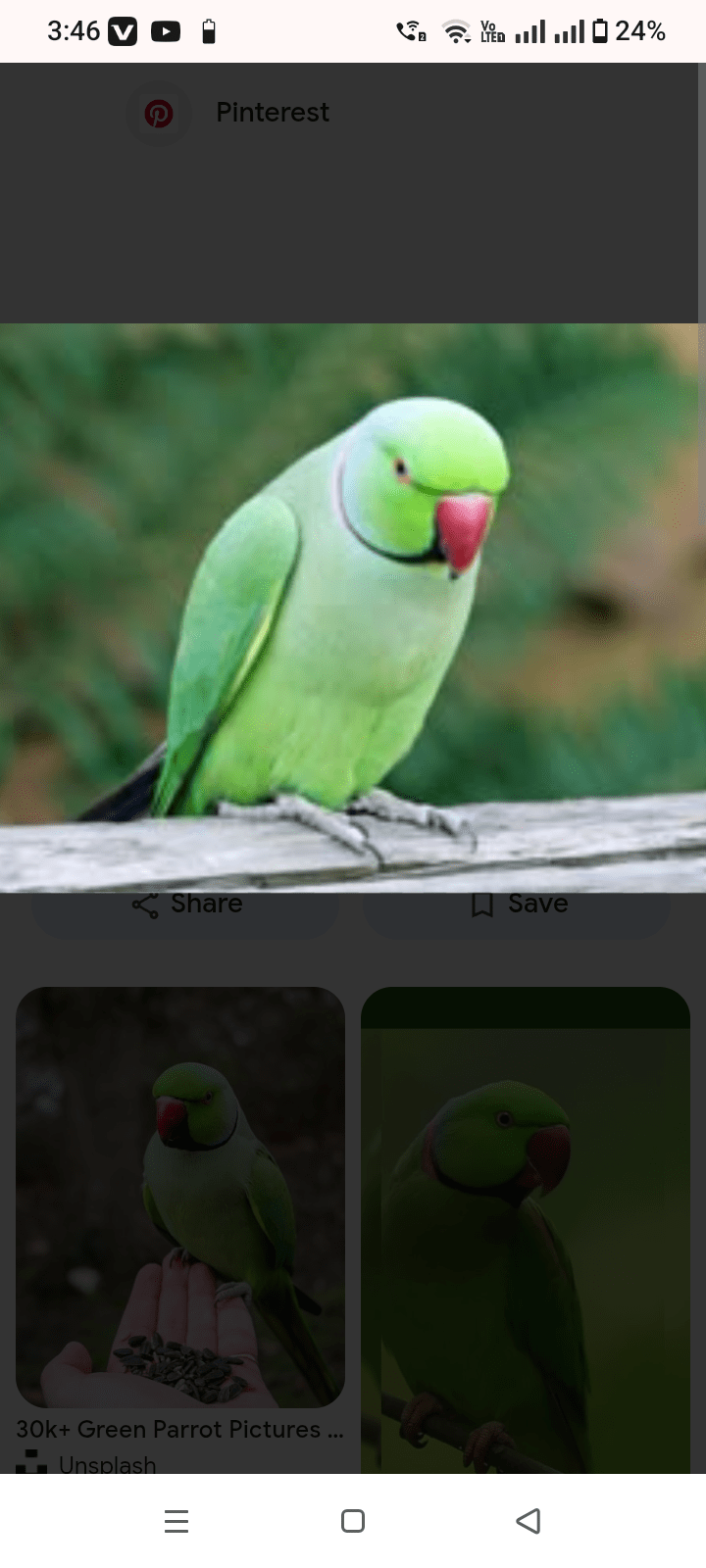 Ringneck