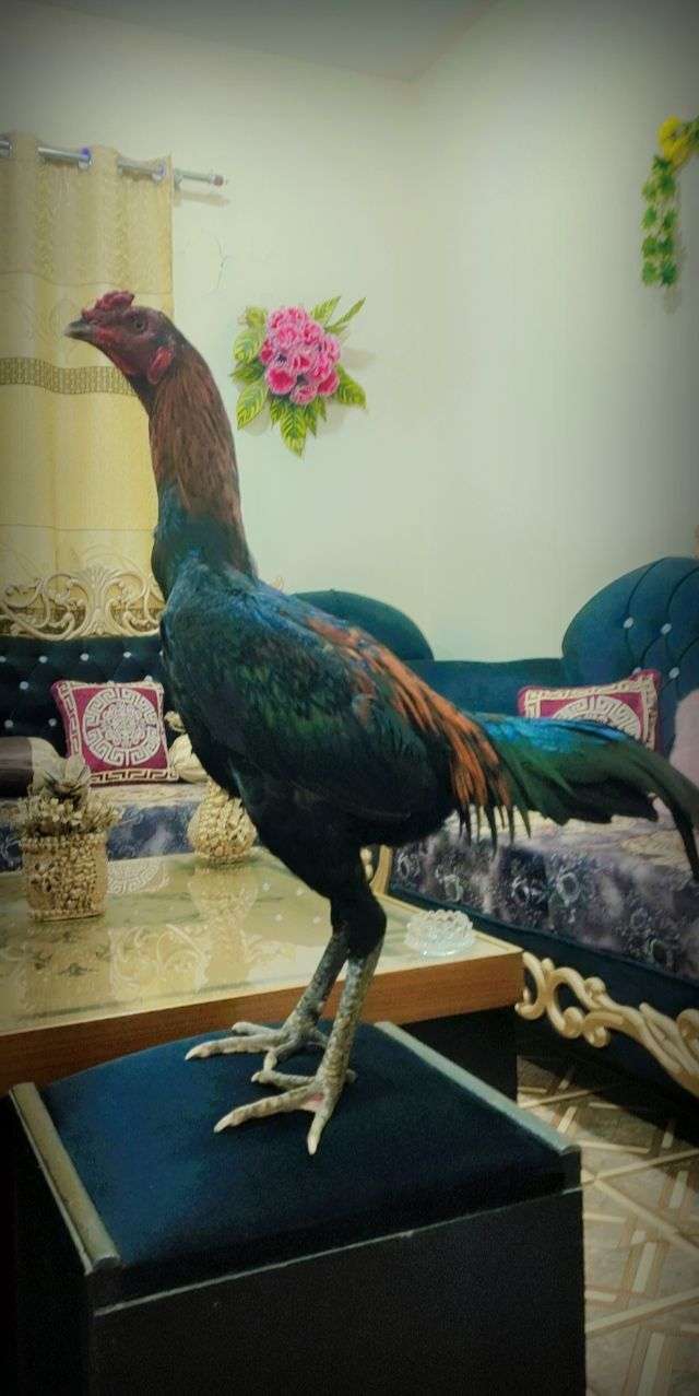 Thai patha for sale in narowal