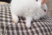 Newziland white bunny pure blood line