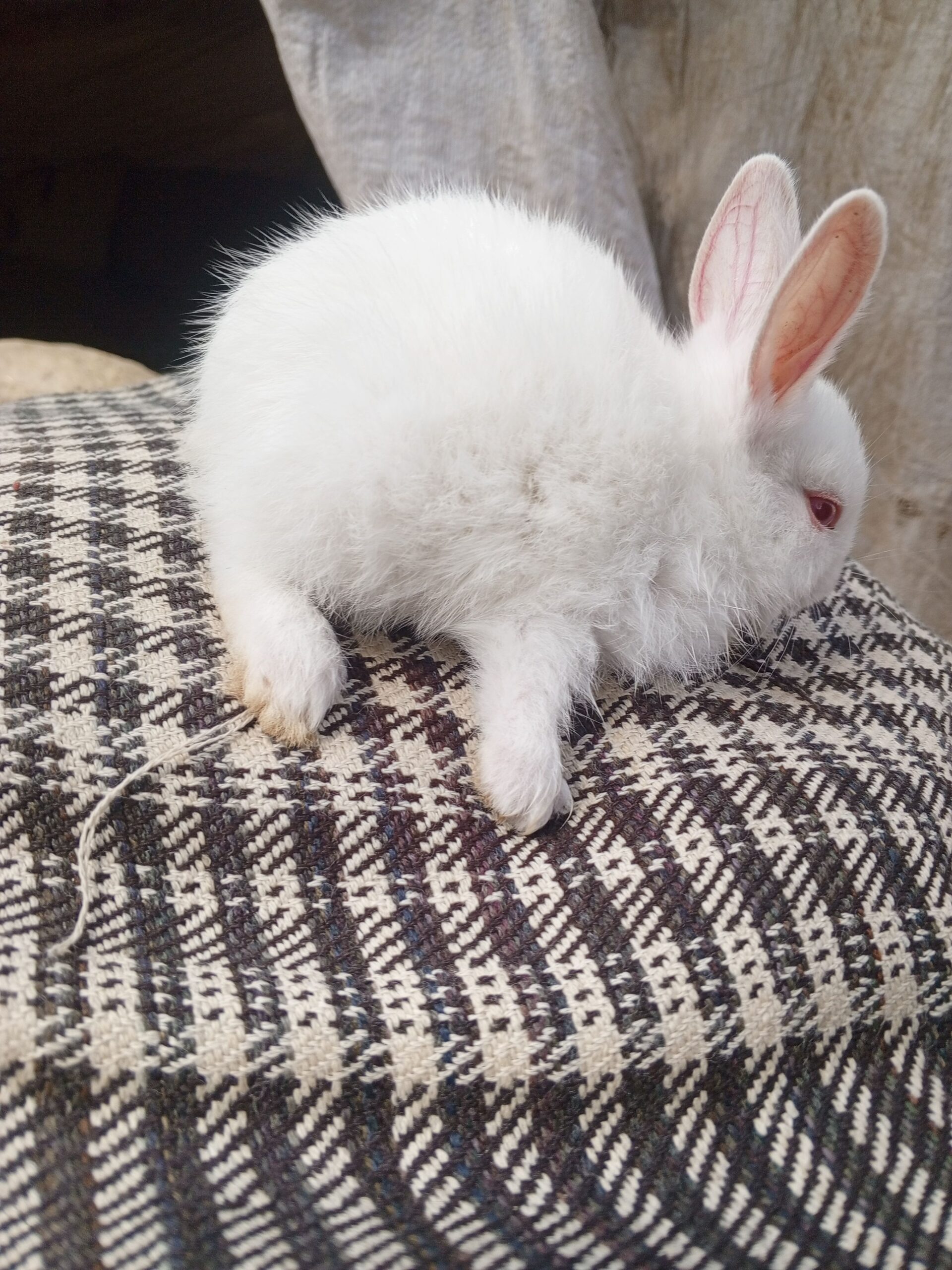 Newziland white bunny pure blood line